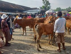 Pasar Kedungdung Dilarang Aktivitas Jual Beli Sapi Membuat Pedagang Kecewa, Ini Alasanya !