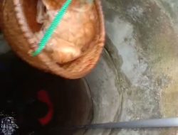 Tim Damkar Kabupaten Pamekasan Berhasil Mengevakuasi Seekor Kucing Dari Sumur Tua,Tragis Tim Penyelamat Hanya Mempergunakan Seutas Tali Tambang