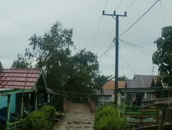 Akibat Pohon Tumbang Kabel PLN Putus, Warga Upang Air Salak Jadi Panik