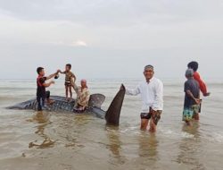 Seekor Hiu Tutul Terdampar di Pantai Utara Kabupaten Pamekasan