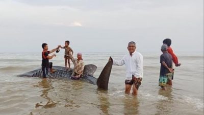 Seekor Hiu Tutul Terdampar di Pantai Utara Kabupaten Pamekasan