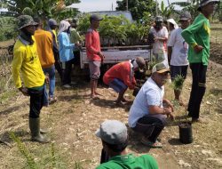 Koordinator Rejo Semut Ireng Bojonegoro,Dampingi 300 KTH Tanam Buah Petik Non Tebang