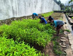 Program Kemandirian Lapas Narkotika Karang Intan Hasilkan Panen Kangkung Hingga 60 Kilogram