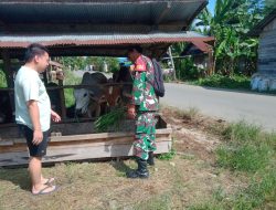 Jalin Komsos Babinsa Sambangi Peternak Sapi Di Desa Binaan