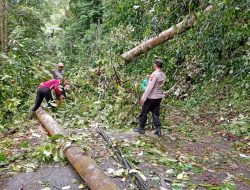 Polisi Evakuasi Pohon Tumbang yang Menutupi Jalan Raya Karanganyar – Lebakbarang