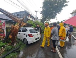 Respon Informasi Masyarakat, Ombudsman RI Kalsel  Laporkan Pohon Tumbang