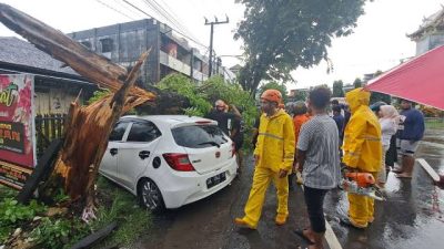 Respon Informasi Masyarakat, Ombudsman RI Kalsel  Laporkan Pohon Tumbang