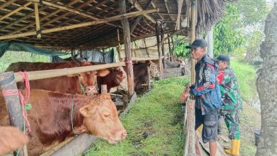 Babinsa Tabu Darat Hilir Monitoring Kesehatan Sapi Warga Dorong Ketahanan Pangan