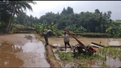 Babinsa koramil 0607-10 Nagrak Melaksanakan Swasembada Pendampingan Poktan Jayamukti