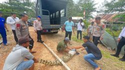 Tim Gabungan Satpolair dan Nelayan Berhasil Tangkap Buaya di Perairan Tembelok