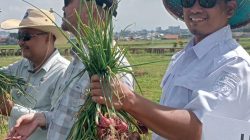 Ketua Gapoktan Panca Tani Jaya Dan KTD Subur Makmur Panen Bawang  merah