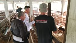 Lapas Tanjungbalai Studi Tiru Ternak Kambing Modern